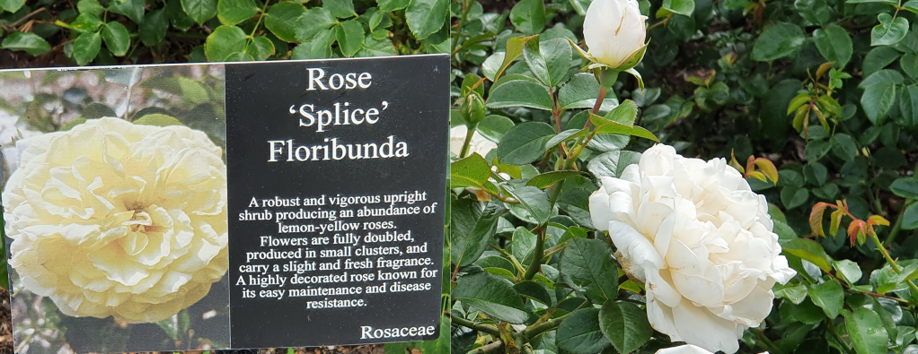 rose 'splice' Floribunda
